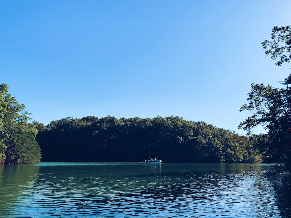 Tree-lined shoreline of Beaver Lake